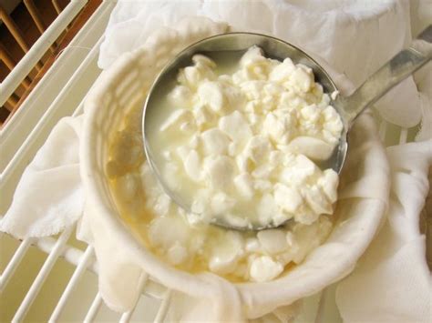 Robiola Cheese Making Recipe | Cheese making recipes, Food to make, How ...