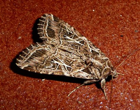 Spodoptera littoralis, Egyptian cotton leaf worm | Russell IPM