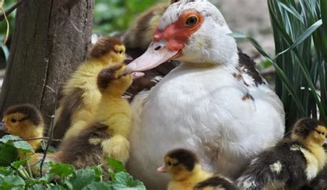 Muscovy Duck Breed Profile - Farmhouse Guide