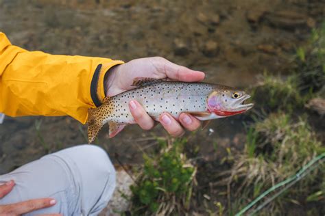 Backpacking Rocky Mountain National Park for Greenback Cutthroat Trout | Aspiring Wild