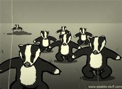 Badger GIF - Find & Share on GIPHY