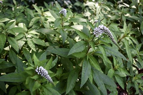 Lysimachia clethroides (Gooseneck Loosestrife) | North Carolina Extension Gardener Plant Toolbox