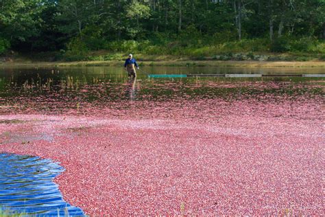 Cape Cod Cranberry Harvest | There's Nothing Like It - The Platinum Pebble Boutique Inn