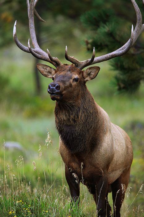 Magnificent Red Deer Stag in Sunbathed Forest