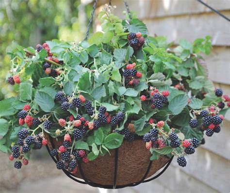 Top 10 Easy To Grow Fruit Trees & Plants | Thompson & Morgan