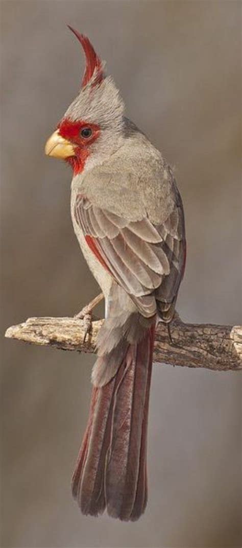 Mexican Cardinal | Beautiful birds, Birds, Colorful birds