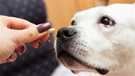 Ibuprofen Poisoning in Dogs: Symptoms, Treatment & More