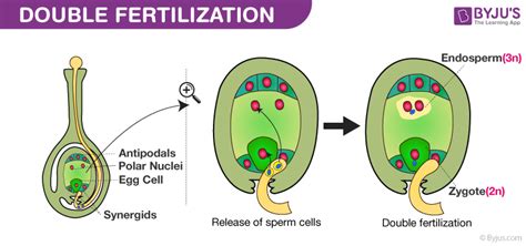 Explain double fertilization in plants?