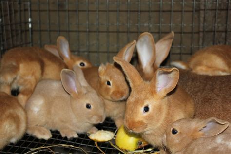 Pedigreed New Zealand Red kits - Hazel to Strawberry | Rabbit breeds, New zealand rabbits ...