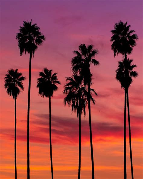 california palm trees sunset - Rebecka Doran