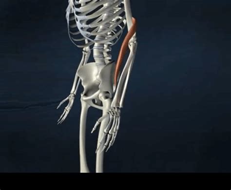 Elbow Joint: Anatomy, Function - Mobile Physiotherapy Clinic