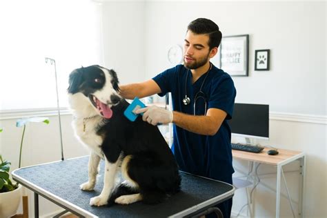 15 Border Collie Grooming Tips: Canine Health & Wellness – Dogster