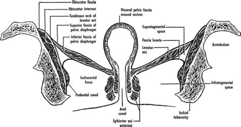 Ischiorectal fossa abscess after pelvic floor injection of botulinum toxin - American Journal of ...