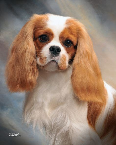 14 Best Cavalier King James Spaniel images | Cavalier, King charles spaniel, Cavalier king charles