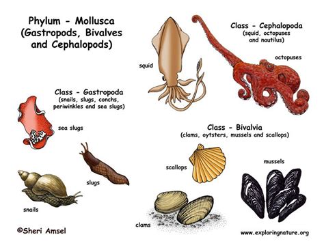 Phylum Mollusca | Mollusca, Molluscs, Cephalopod