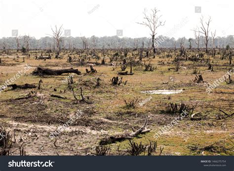 Deforestation Cutting Down Trees Human Uses Stock Photo 1466275754 | Shutterstock