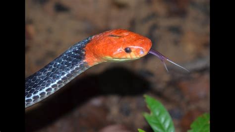 Beautiful Rare Venomous Snake - Very Venomous & Deadly in Thailand 🇹🇭 Thailand Living - YouTube