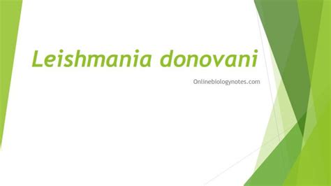 Leishmania donovani: morphology, life cycle, pathogenesis, clinical symptoms, lab diagnosis ...