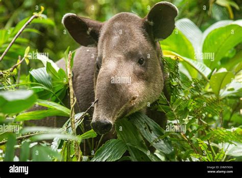 Il tapiro di Baird (Tapirus bairdii), il Parco Nazionale del Vulcano ...