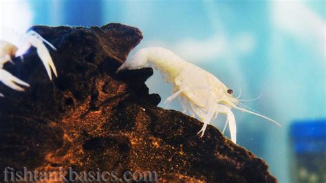 White Crayfish Care: Size, Lifespan, Color, Diet