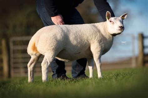 Beltex Scotland In-Lamb | Beltex Sheep Society | Beltex Sheep Society