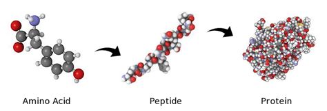 Getting Things into Cells, Pt. 1: Peptides | by Celine Halioua | Medium