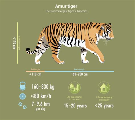 THE AMUR TIGER PROGRAMME