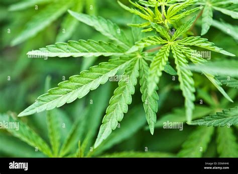 green marijuana leaves close up Stock Photo - Alamy