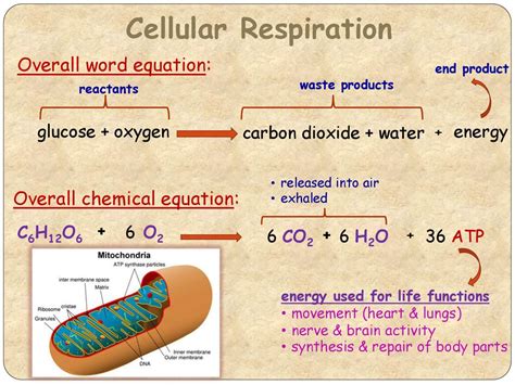 Word Equation For Respiration