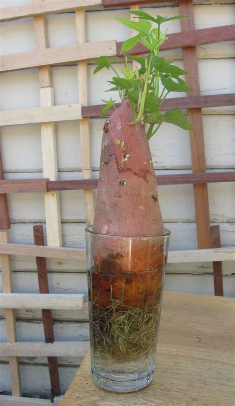 My First Garden: Sweet Potato Slips: How to make Sweet Potato Slips at ...