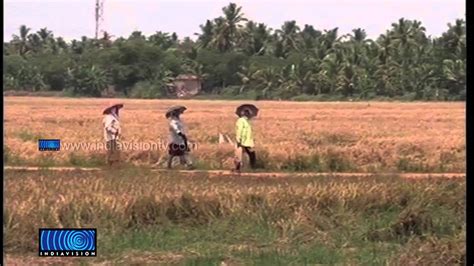 Harvest at Kuttanad Paddy Field is in Crisis - YouTube