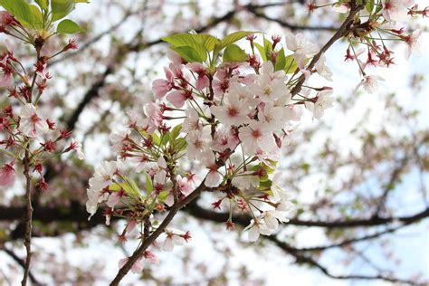 Cherry Blossom Sakura 2017, Fukuoka Nishi Park Japan | Flickr