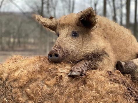 Mangalitsa Pigs - Everything You Have to Know About the Kobe Beef of Pork