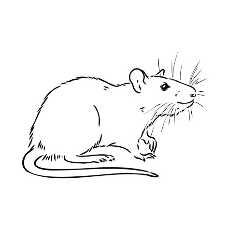 Free rat black and white, Download Free rat black and white png images ...