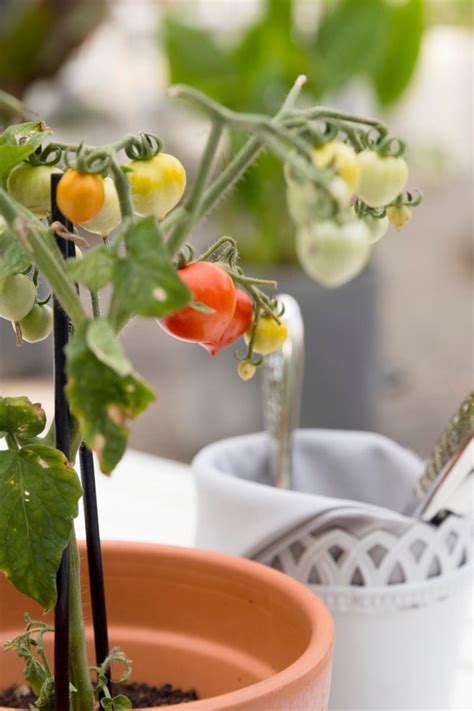 Growing Vegetables Indoors Is Easier Than You Think (Even in an Apartment)