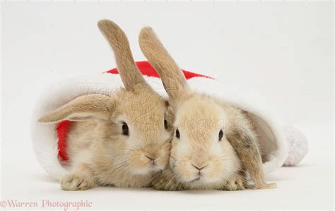 🔥 [50+] Christmas Bunny Wallpapers | WallpaperSafari