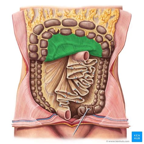 Transverse mesocolon (Mesocolon transversum) | Human anatomy and physiology, Anatomy images ...