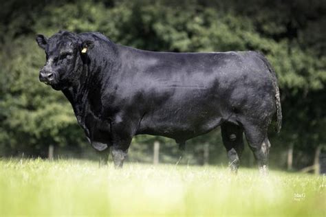 Ribble Aberdeen-Angus herd dispersal a resounding success - Aberdeen-Angus Cattle Society