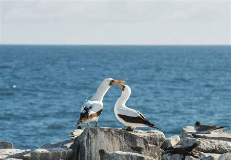 Wildlife Cruises in the Galápagos for 2024/25 - Naturetrek