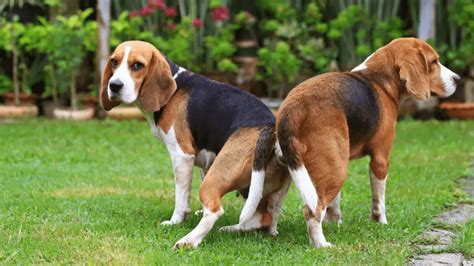 Dogs Mating - Owner's Guide