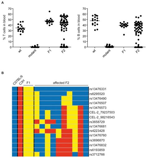 (A) Mutant mice on C57BL/6 background were crossed to C3H and the ...