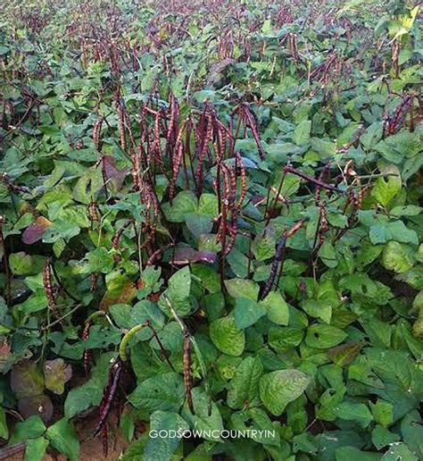 Cowpea Seeds for Kitchen Plantation Seeds Rare Red Cowpea | Etsy