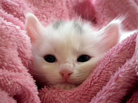 Kitten Cat Fluffy - Free photo on Pixabay