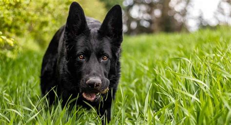 Razas de perros negros – las 20 mejores razas de perros con piel negra | Yakaranda