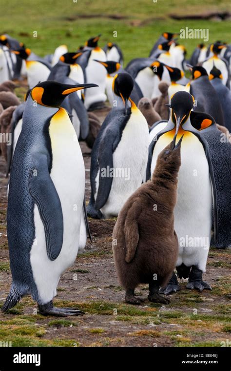 king penguin colony Volunteer Point Stanley Falkland Islands Stock ...