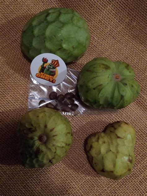 10 Organic Cherimoya Seeds | Etsy