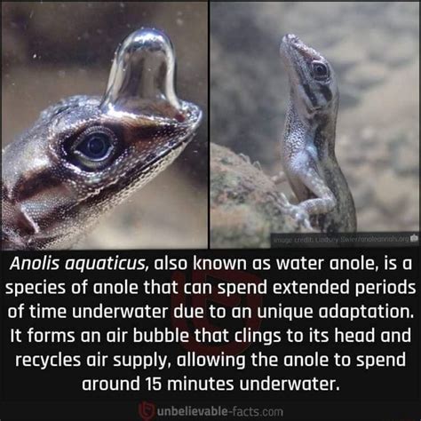 Credit: Anolis aquaticus, also known as water anole, is a species of anole that can spend ...