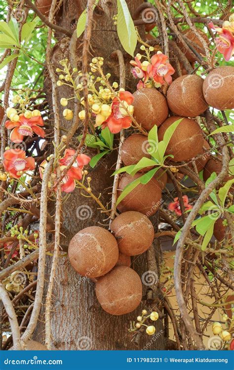 Shorea robusta tree stock image. Image of colorful, summer - 117983231