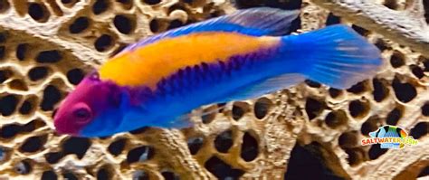 Orange Back Fairy Wrasse Care ( A Fairy In The Fish World ) - FishLife