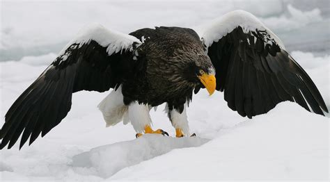 Download Snow Bird Of Prey Eagle Bird Animal Steller's Sea Eagle HD Wallpaper